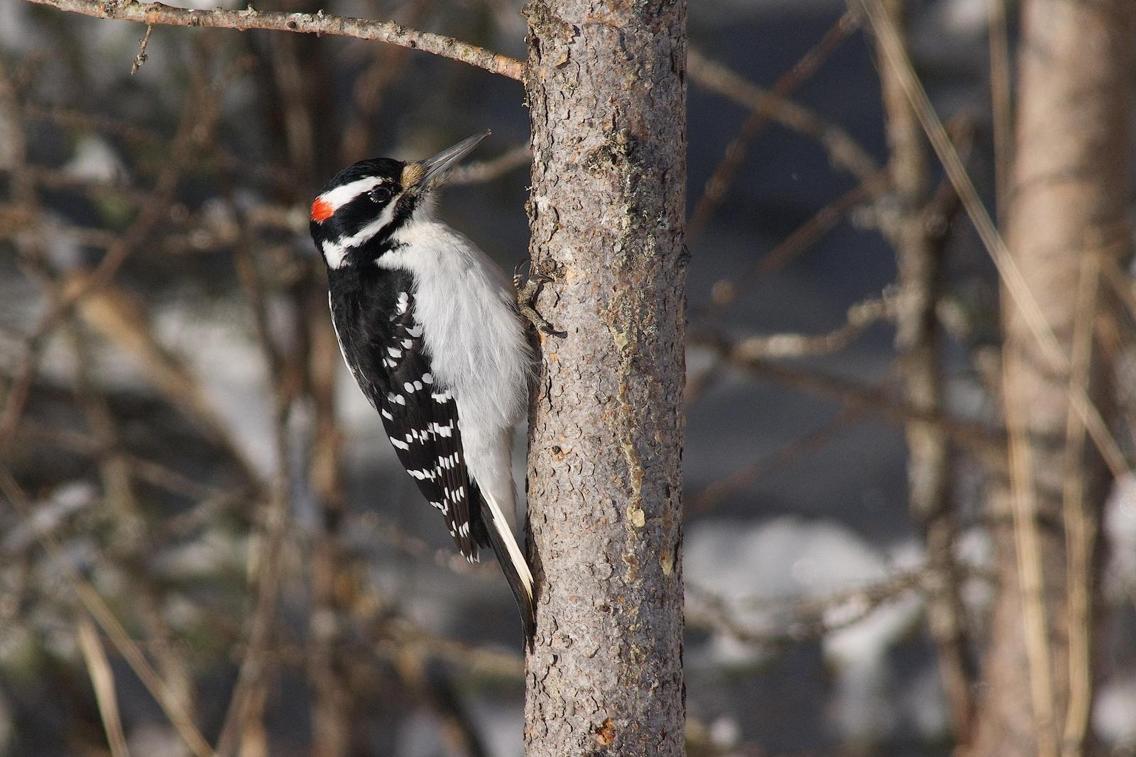 Hairy Woodpecker Photo by Gerald Hoekstra