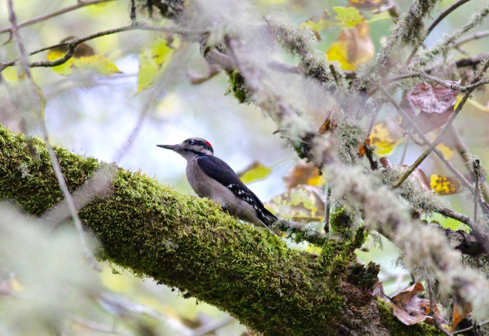 Hairy Woodpecker Photo by Kathryn Keith