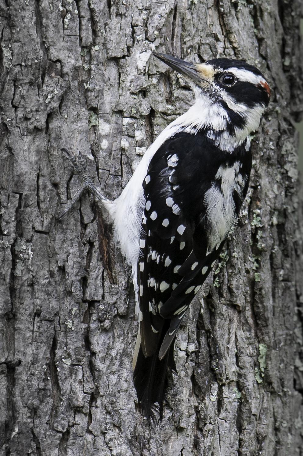 Hairy Woodpecker Photo by Mason Rose