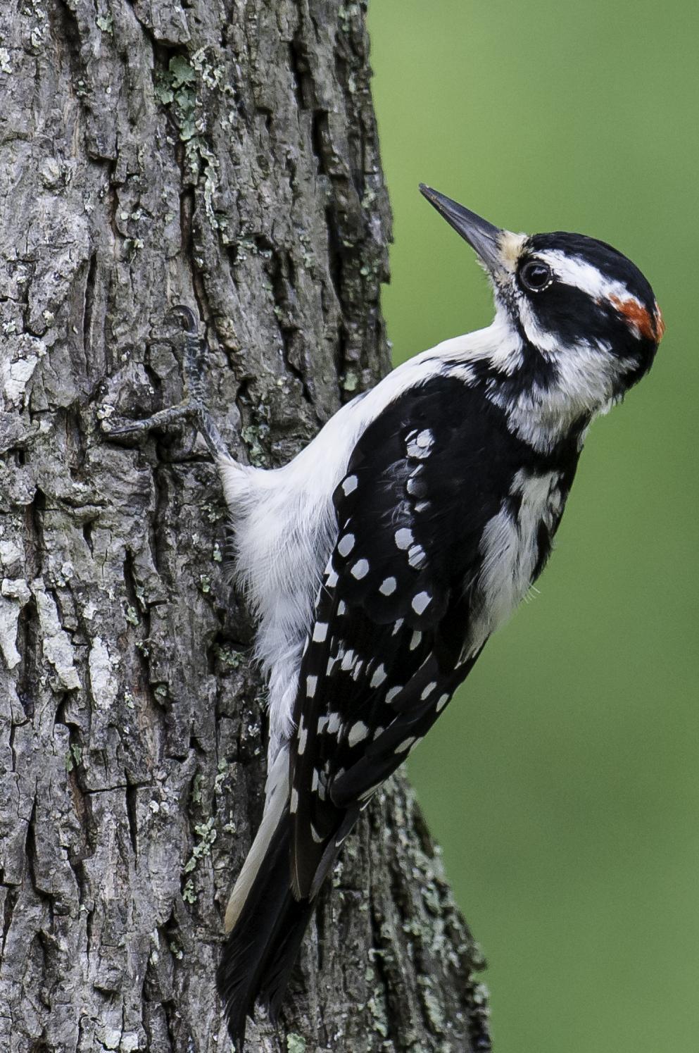 Hairy Woodpecker Photo by Mason Rose