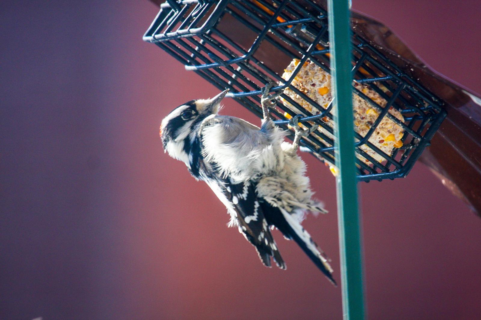 Hairy Woodpecker Photo by Roseanne CALECA