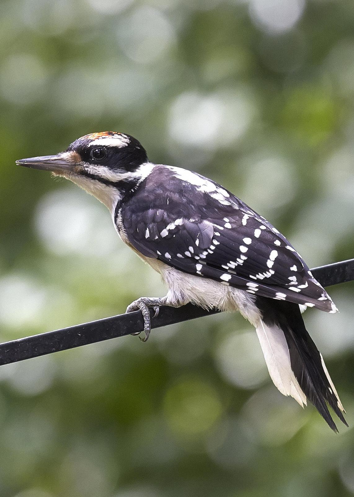 Hairy Woodpecker Photo by Eric Eisenstadt