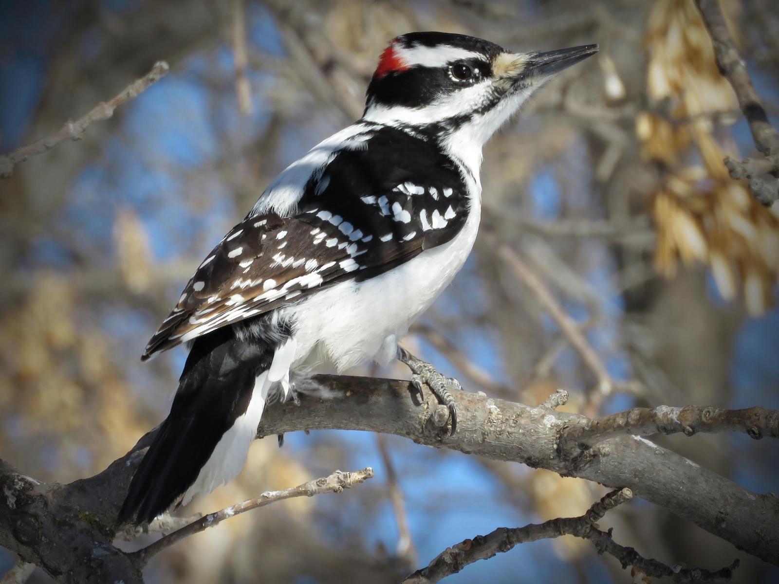 Hairy Woodpecker Photo by Bob Neugebauer
