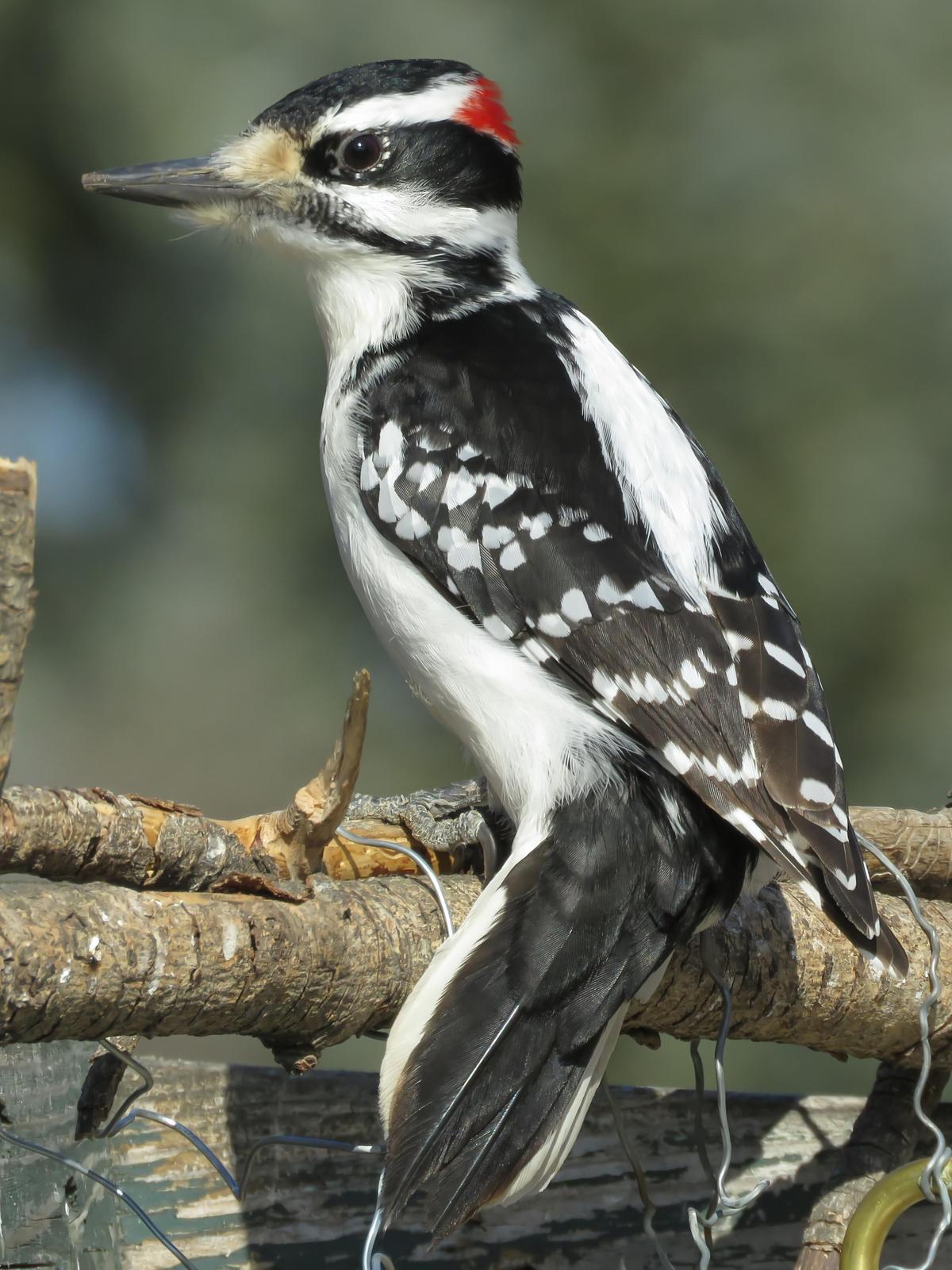 Hairy Woodpecker Photo by Bob Neugebauer