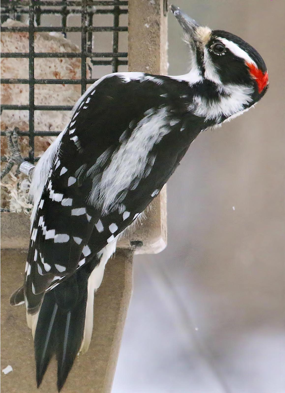 Hairy Woodpecker Photo by Dan Tallman