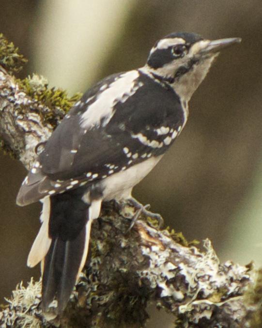 Hairy Woodpecker Photo by Mark Baldwin