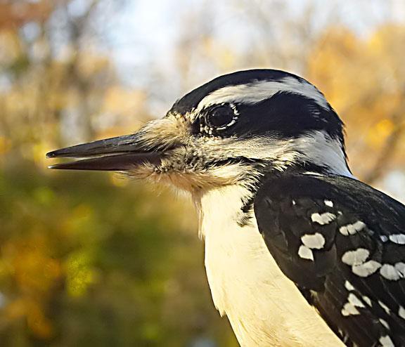 Hairy Woodpecker Photo by Dan Tallman