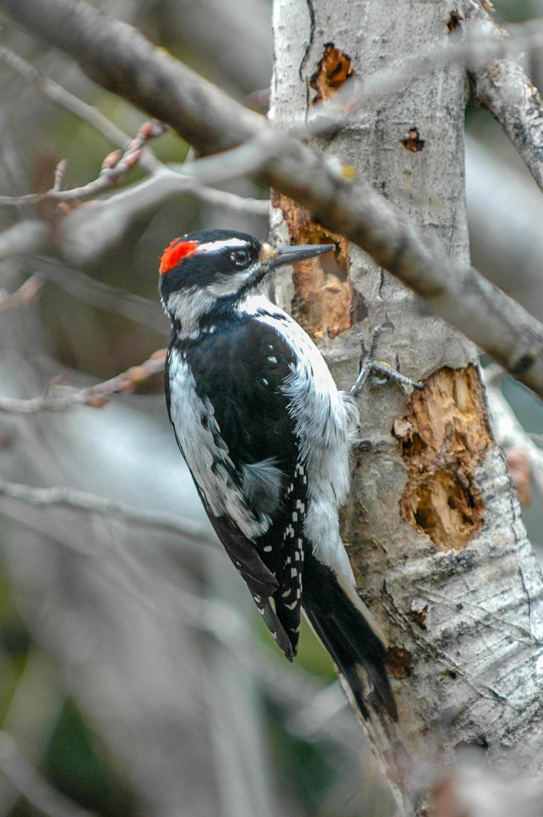 Hairy Woodpecker Photo by Scott Yerges
