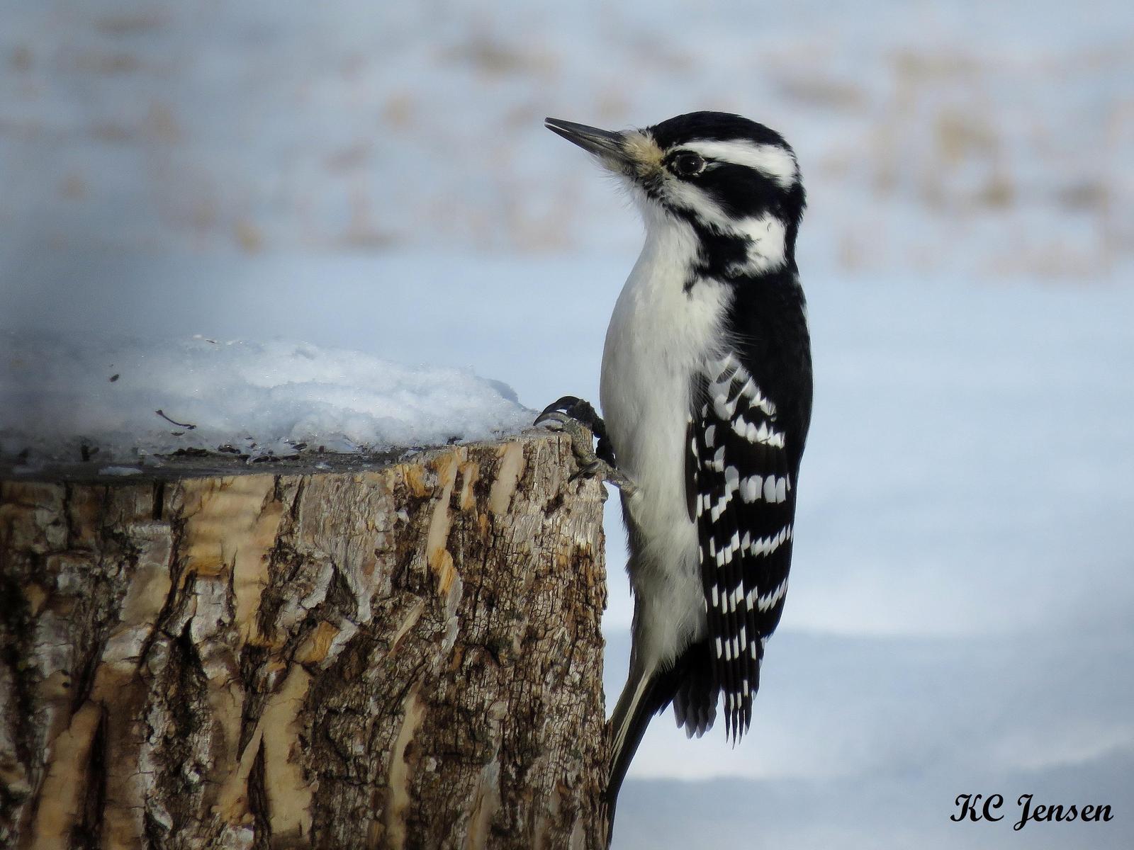 Hairy Woodpecker Photo by Kent Jensen