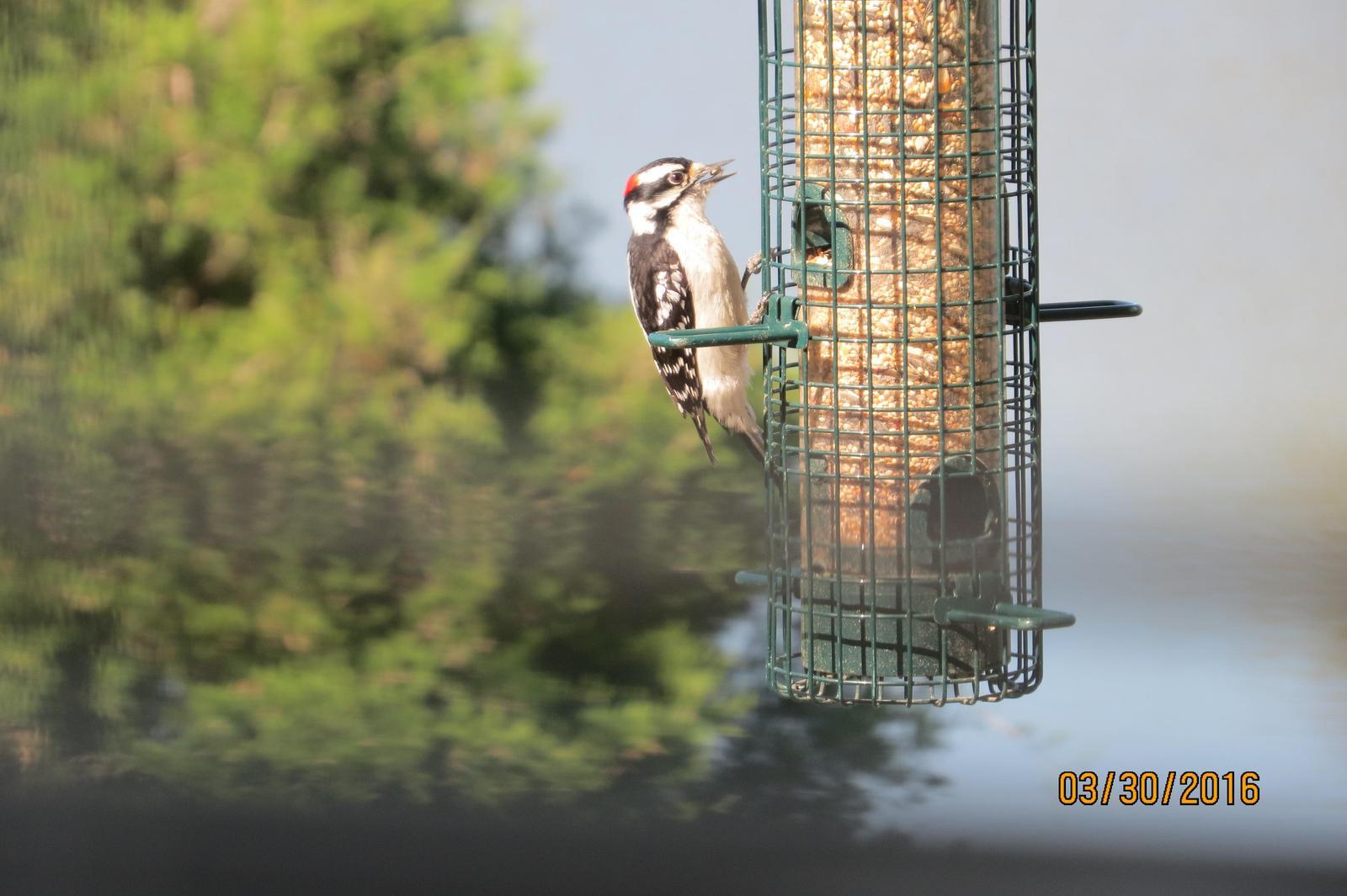 Hairy Woodpecker Photo by Sebastian Polge