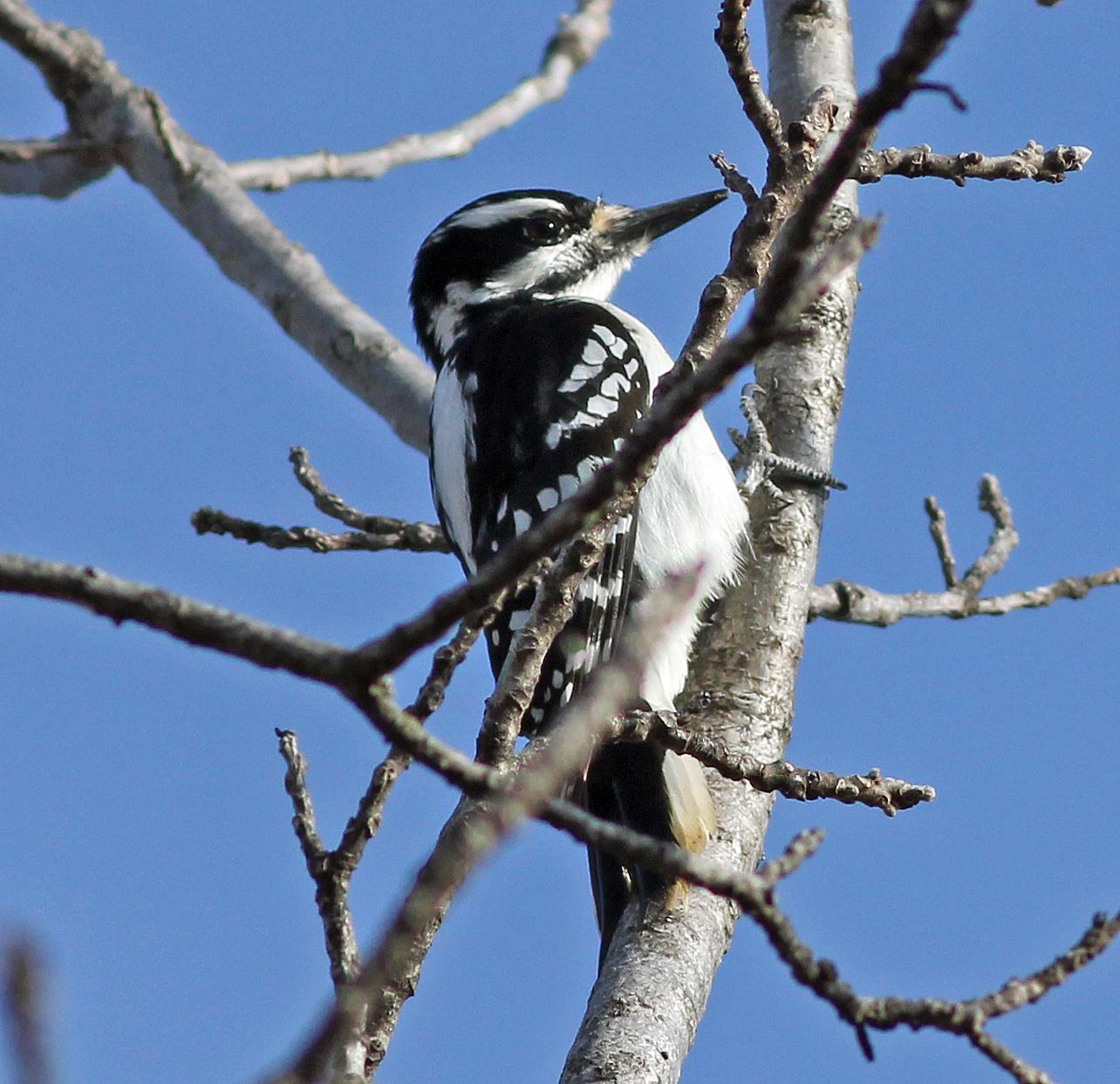 Hairy Woodpecker Photo by Tom Gannon