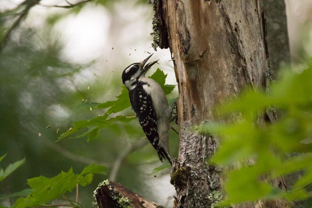 Hairy Woodpecker Photo by Amanda Fulda