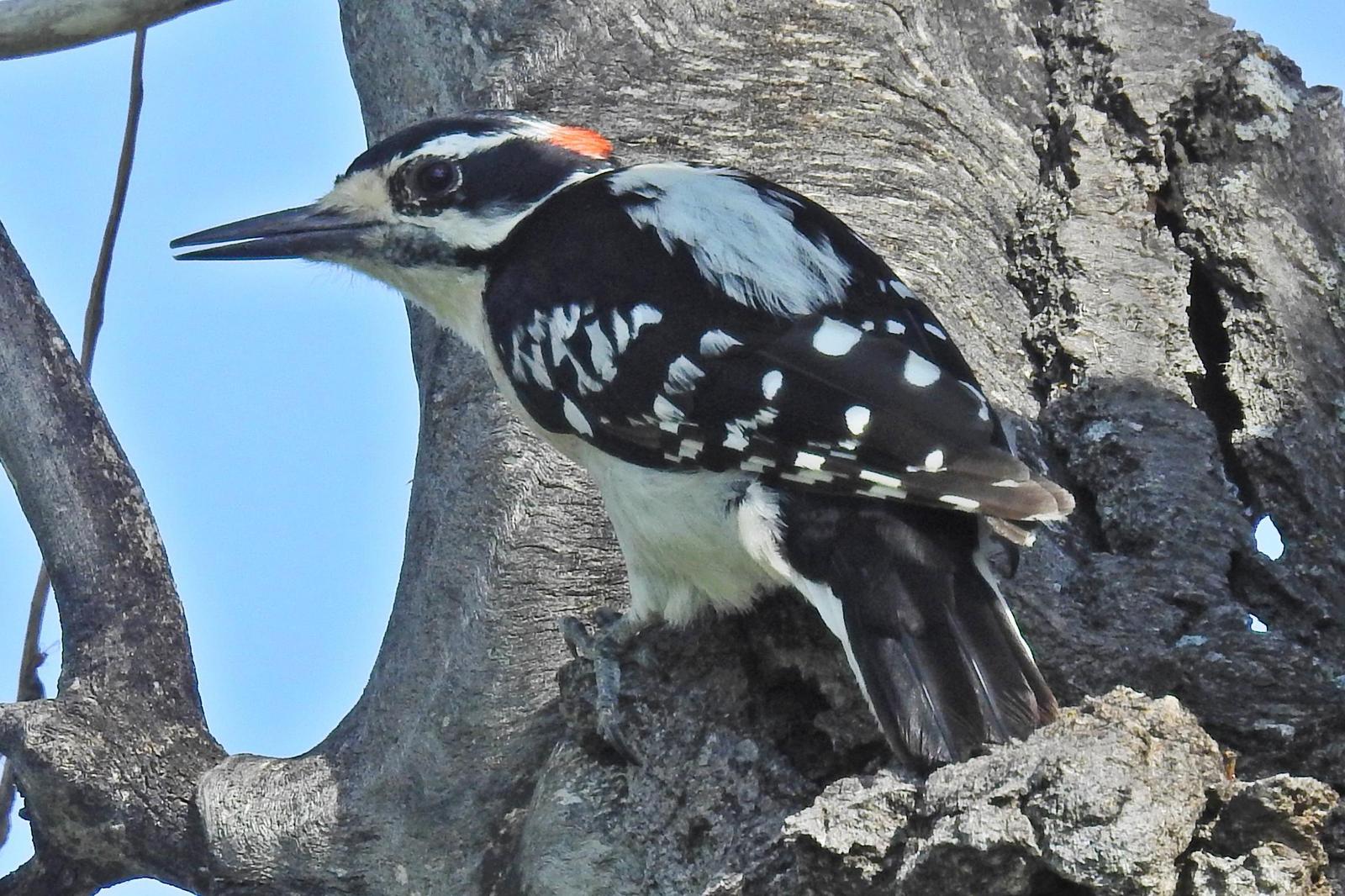 Hairy Woodpecker Photo by Enid Bachman