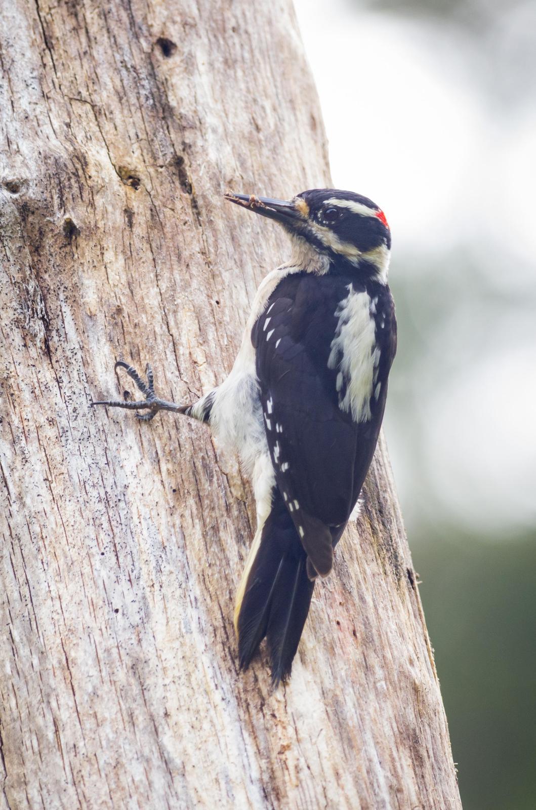 Hairy Woodpecker Photo by Jesse Hodges