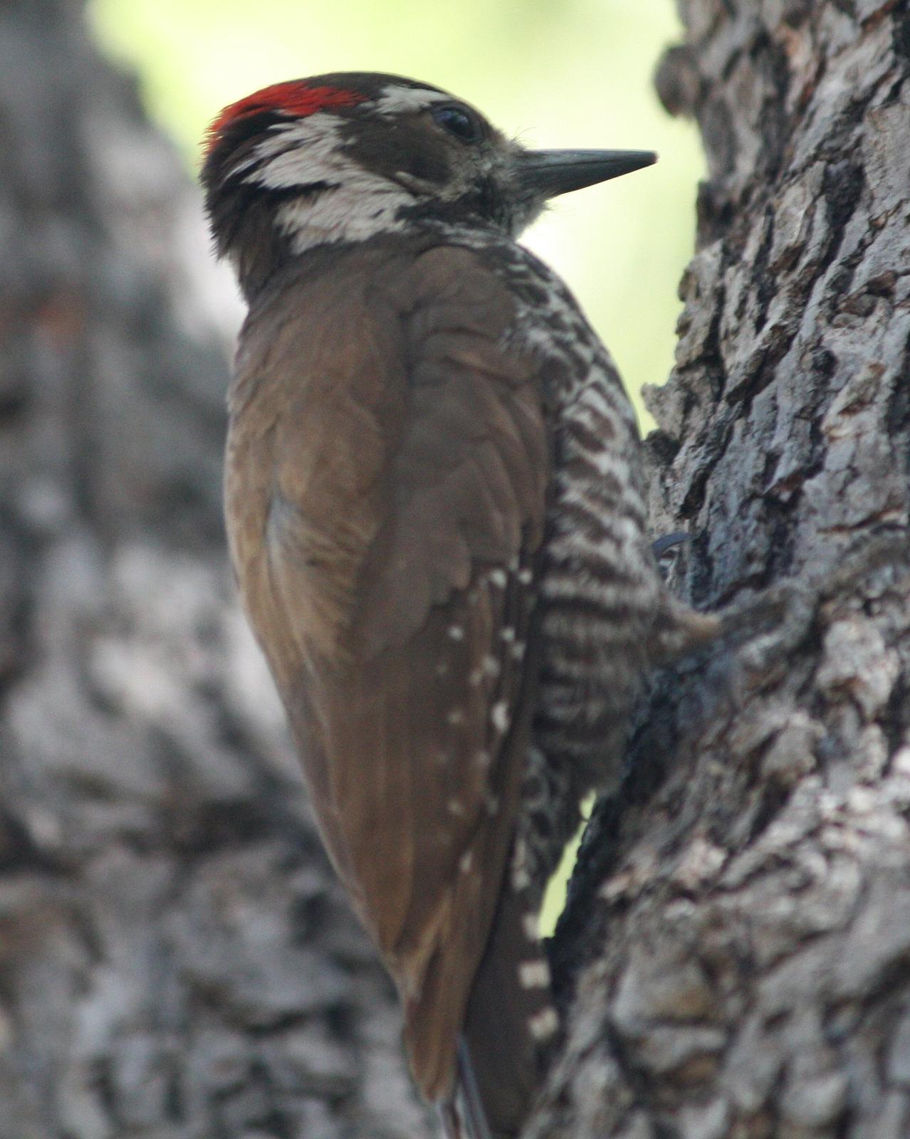 Arizona Woodpecker Photo by Andrew Core