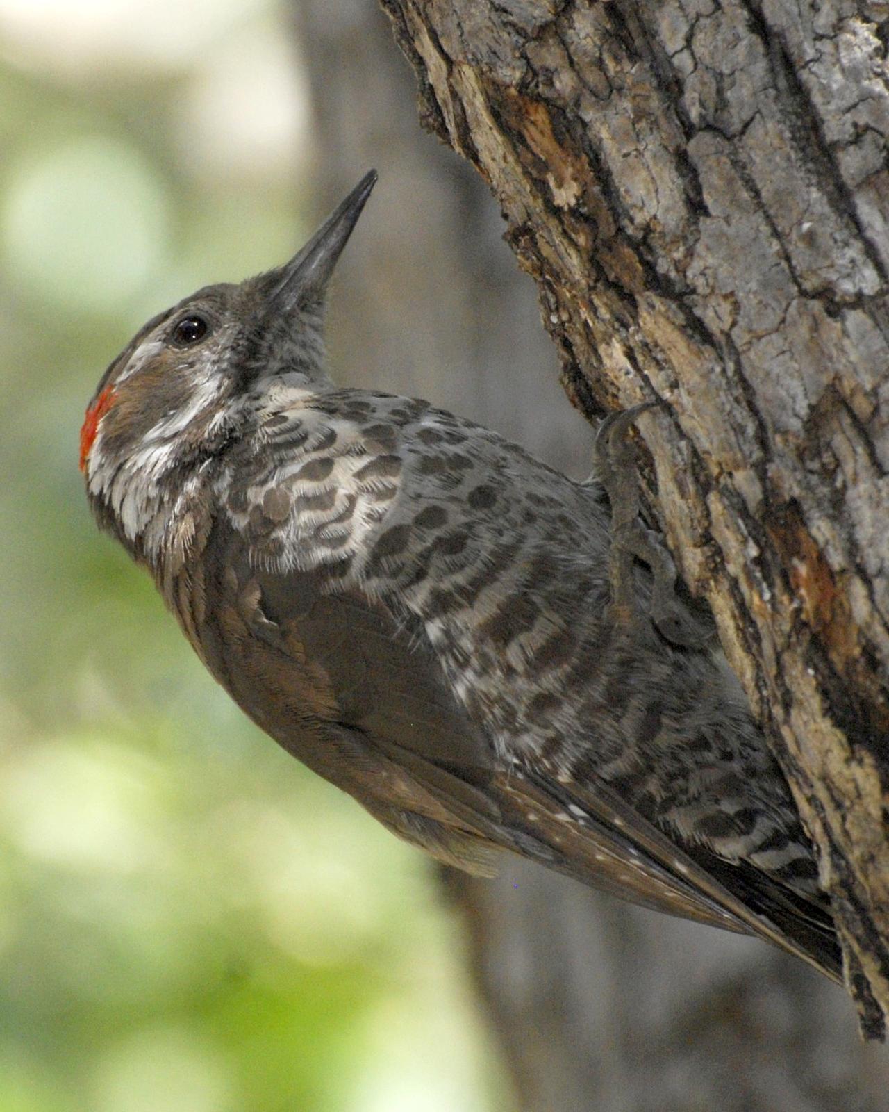 Arizona Woodpecker Photo by David Hollie