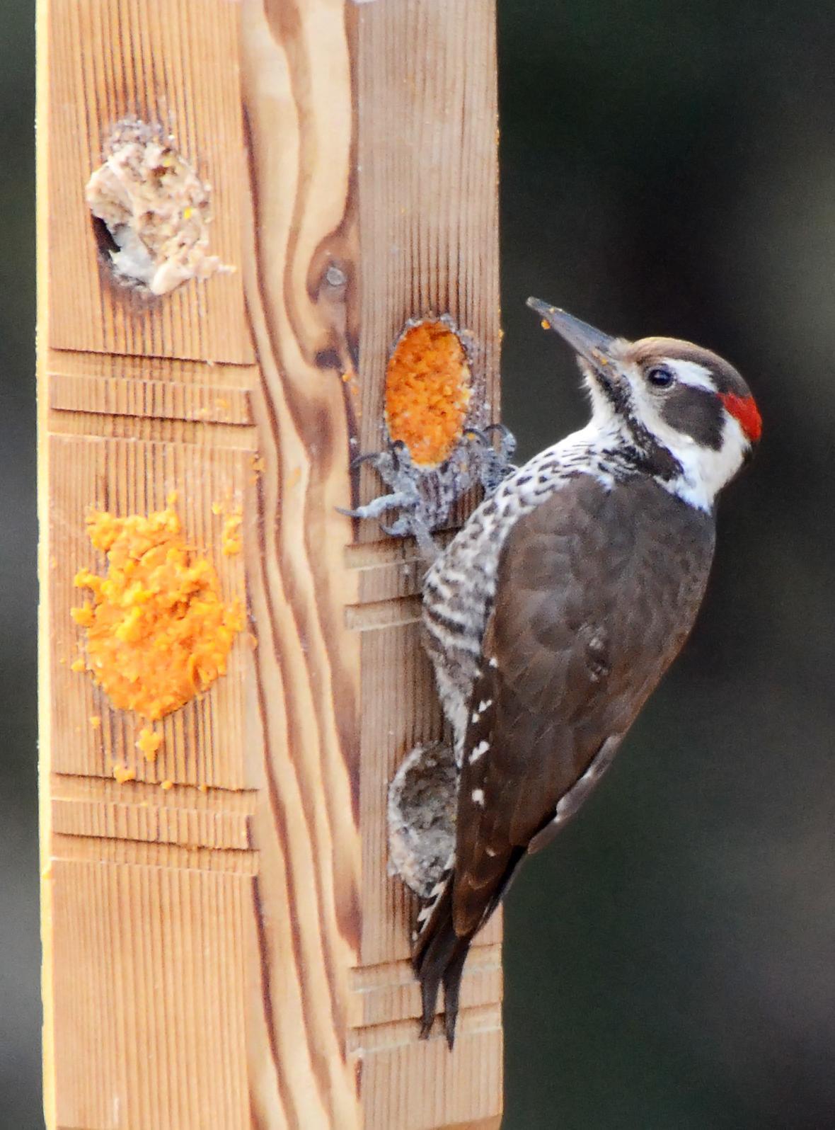 Arizona Woodpecker Photo by Steven Mlodinow