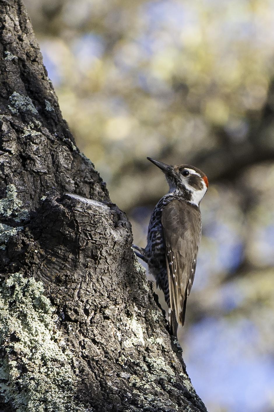 Arizona Woodpecker Photo by Mason Rose