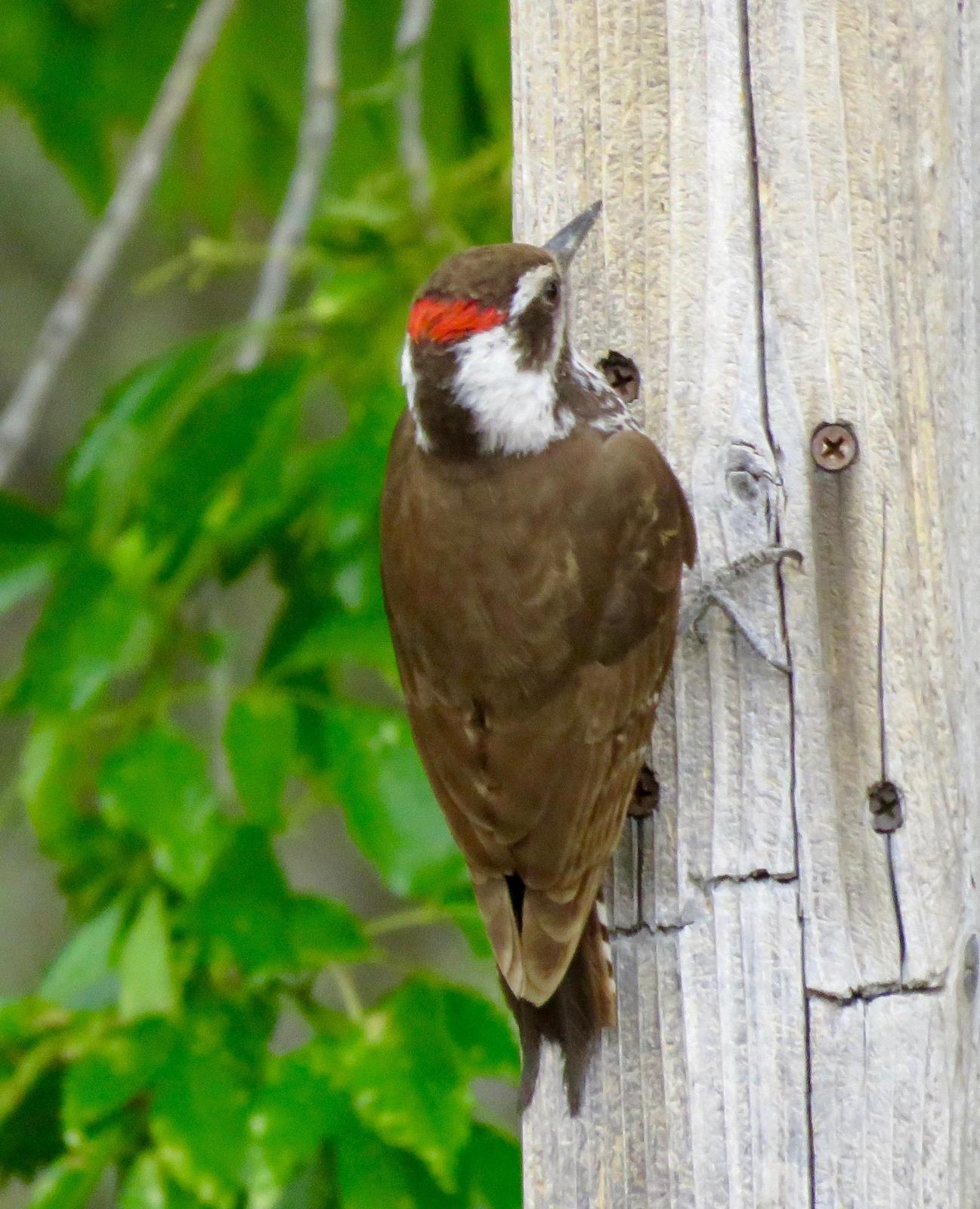 Arizona Woodpecker Photo by Don Glasco