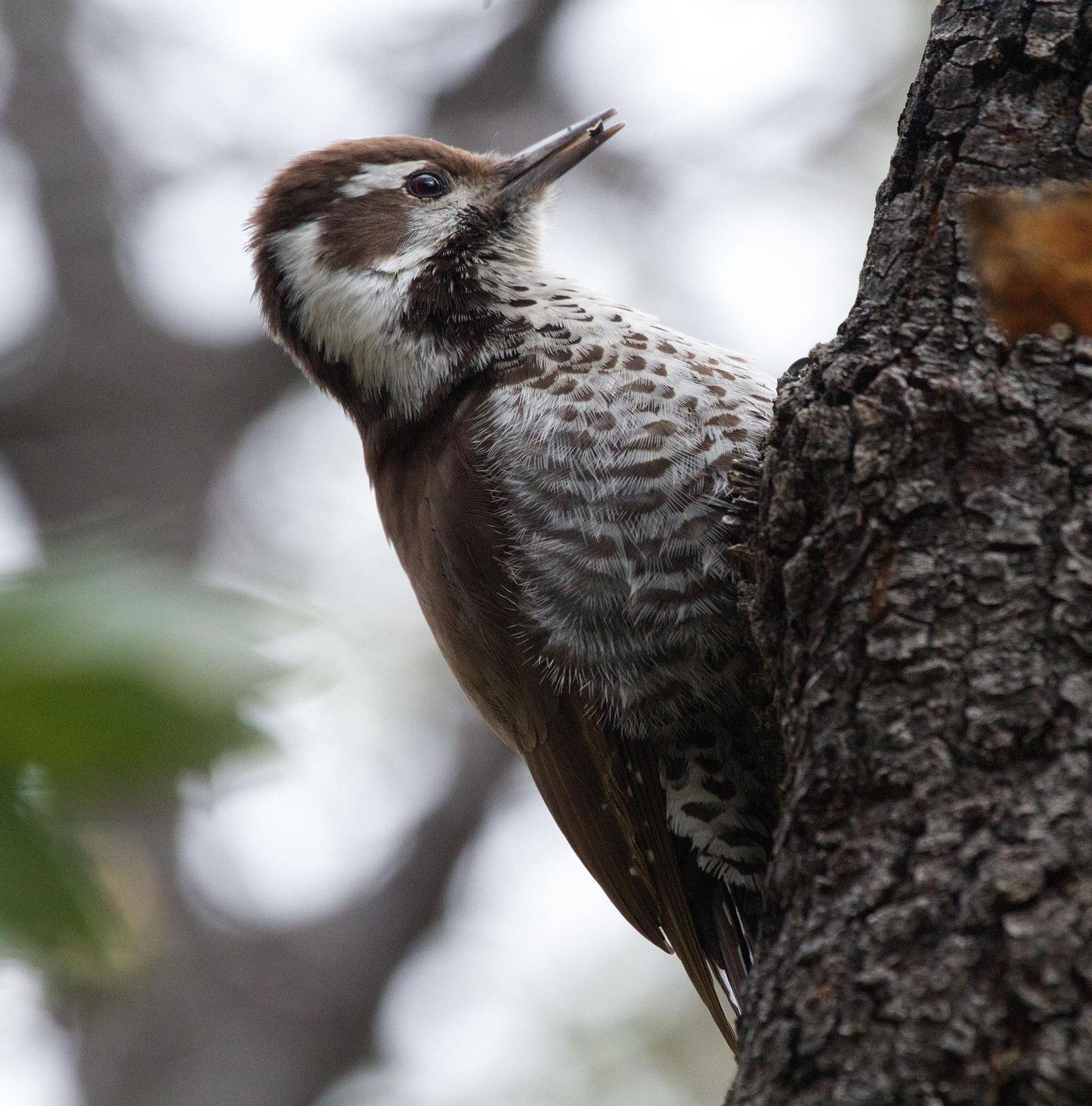 Arizona Woodpecker Photo by Scott Berglund