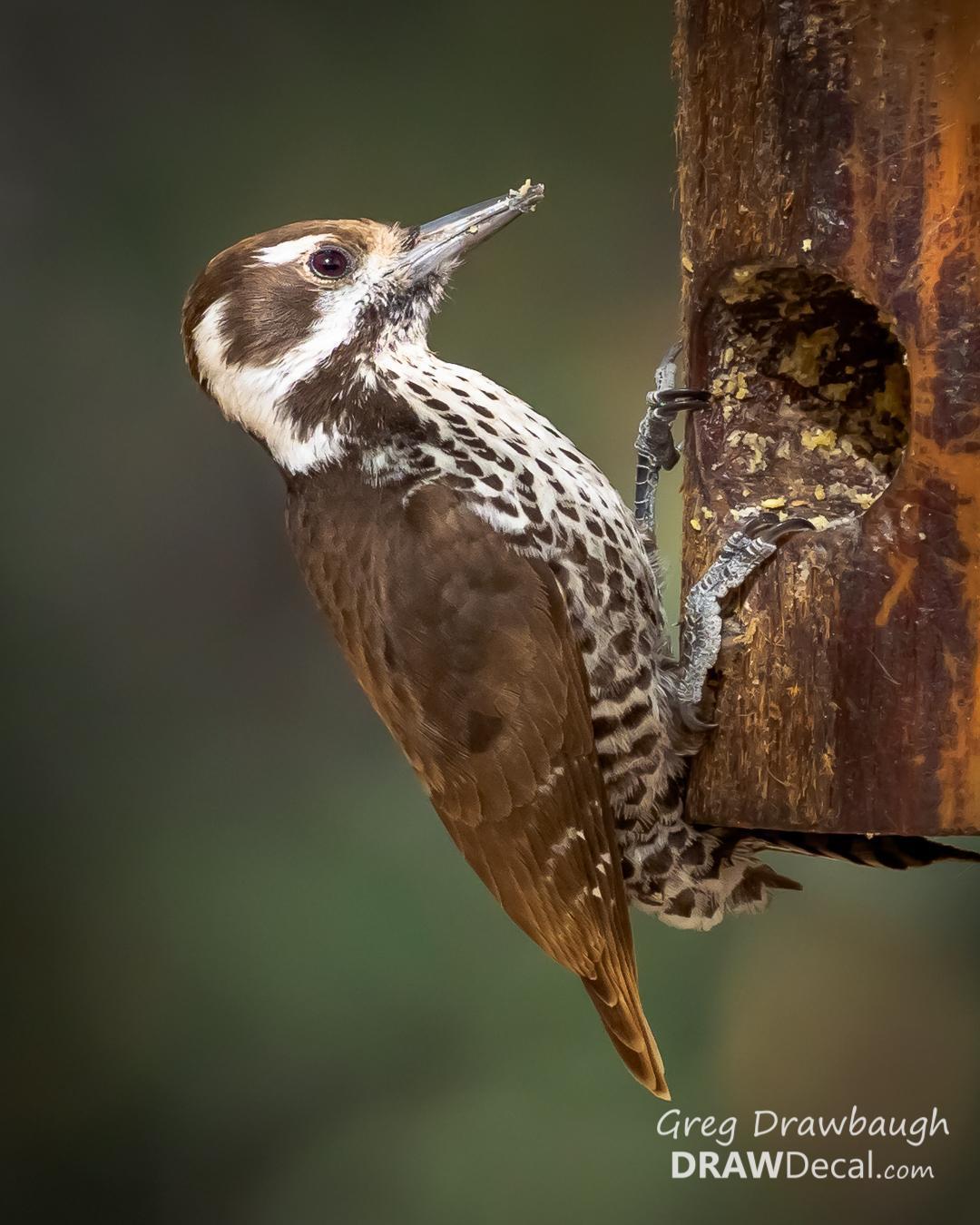 Arizona Woodpecker Photo by Greg Drawbaugh