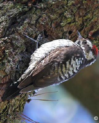 Strickland's Woodpecker Photo by Amy McAndrews