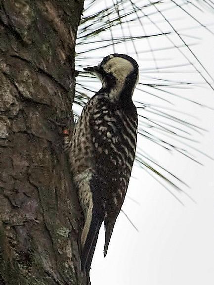 Red-cockaded Woodpecker Photo by Dan Tallman