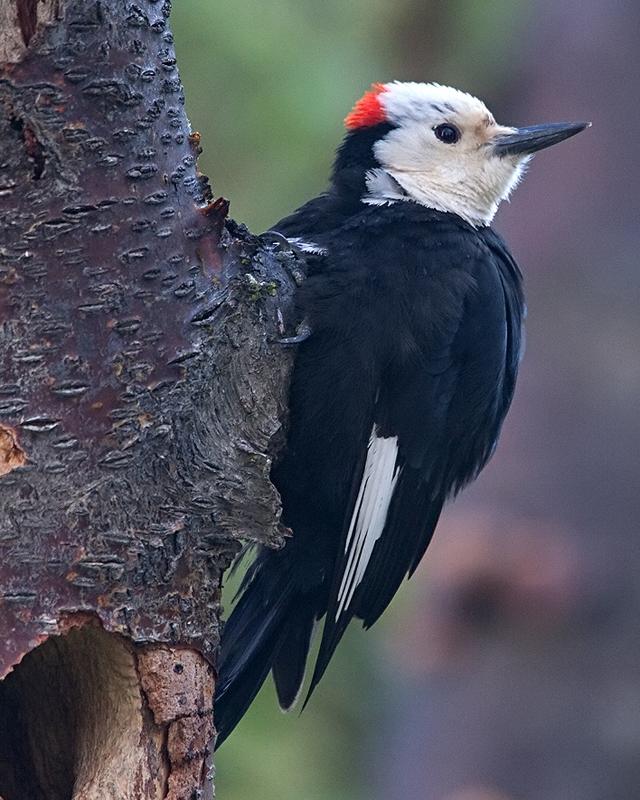 White-headed Woodpecker Photo by Ryan Shaw
