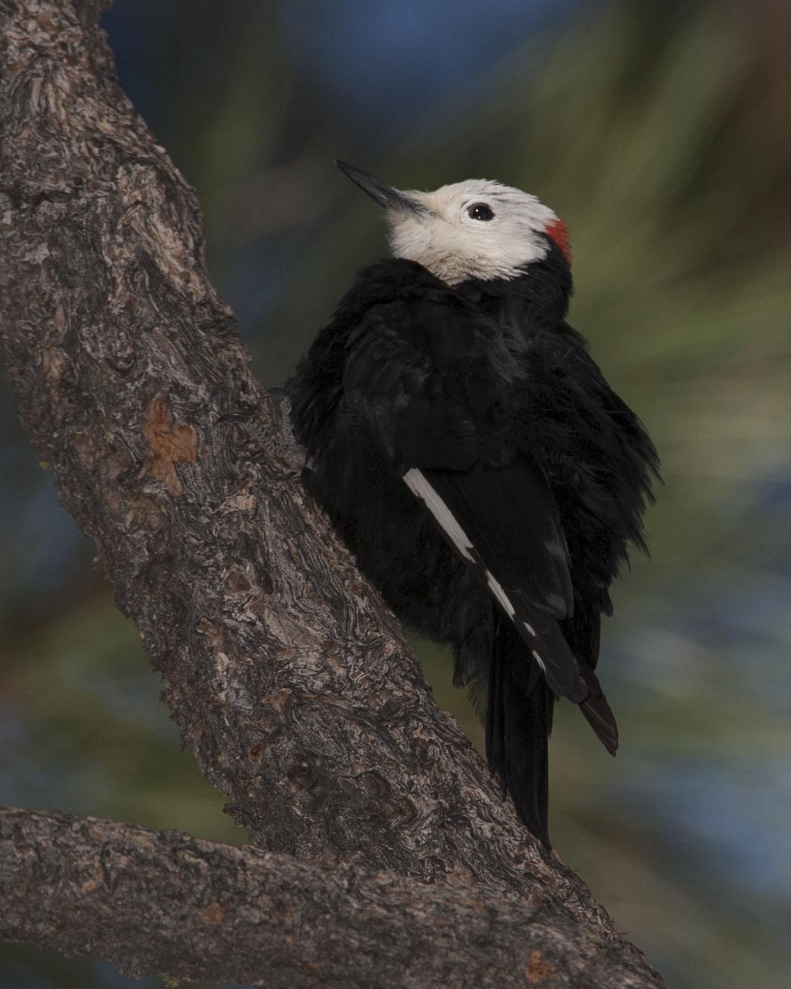 White-headed Woodpecker Photo by Jeff Moore