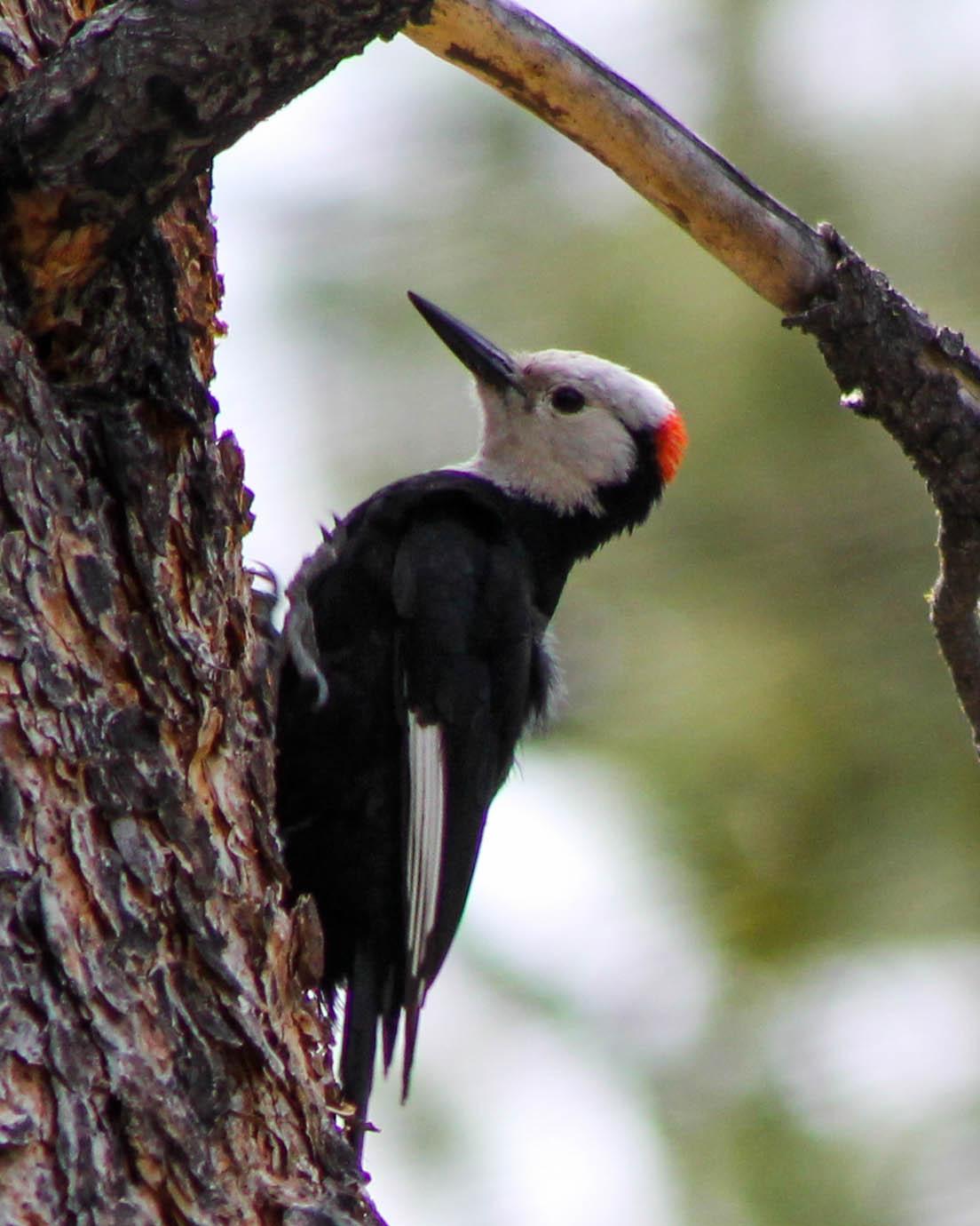 White-headed Woodpecker Photo by Roy Morris