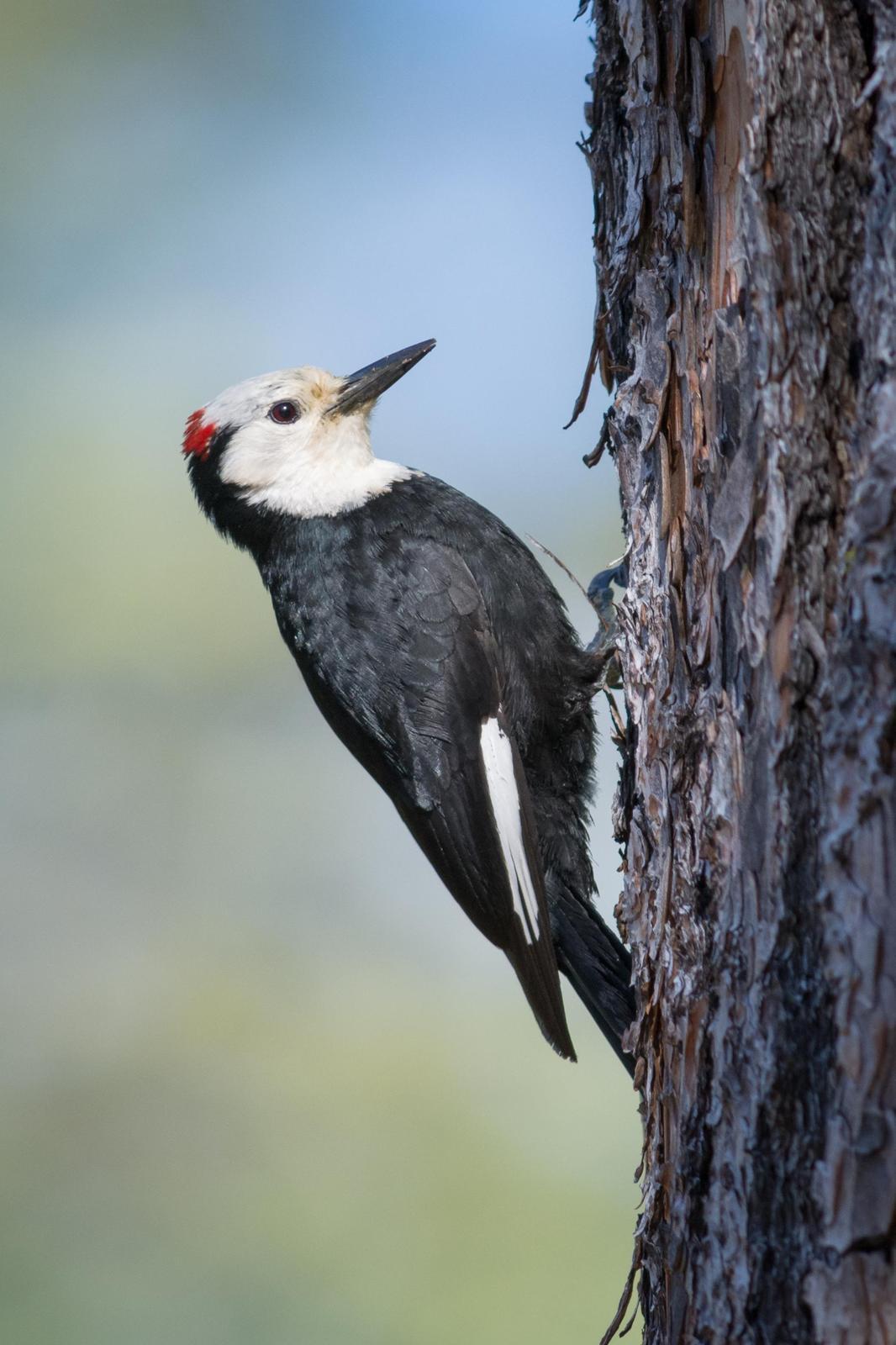 White-headed Woodpecker Photo by Jesse Hodges
