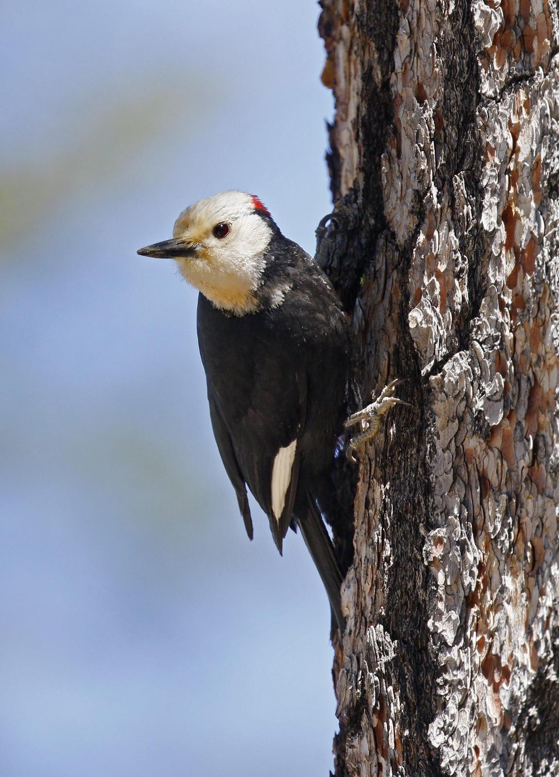White-headed Woodpecker Photo by Emily Willoughby
