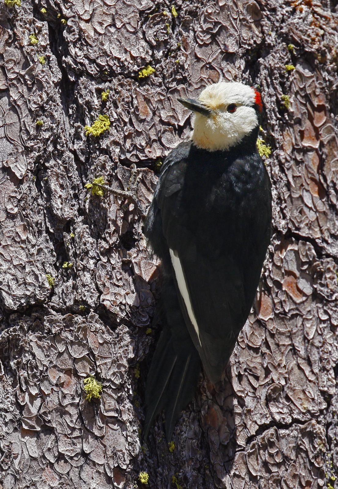 White-headed Woodpecker Photo by Emily Willoughby