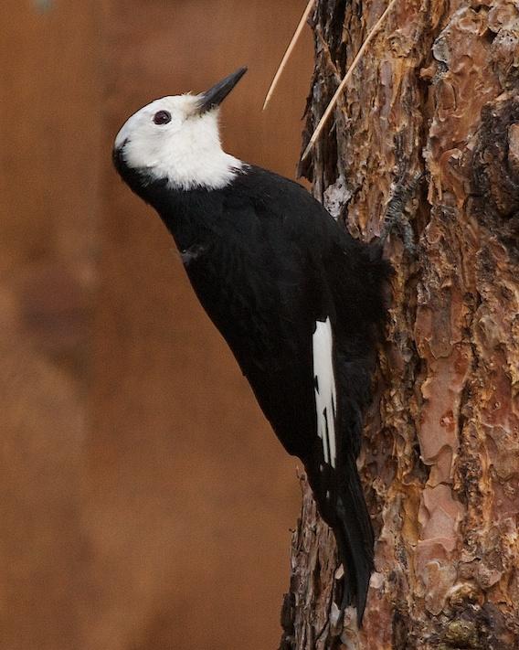 White-headed Woodpecker Photo by Gerald Hoekstra