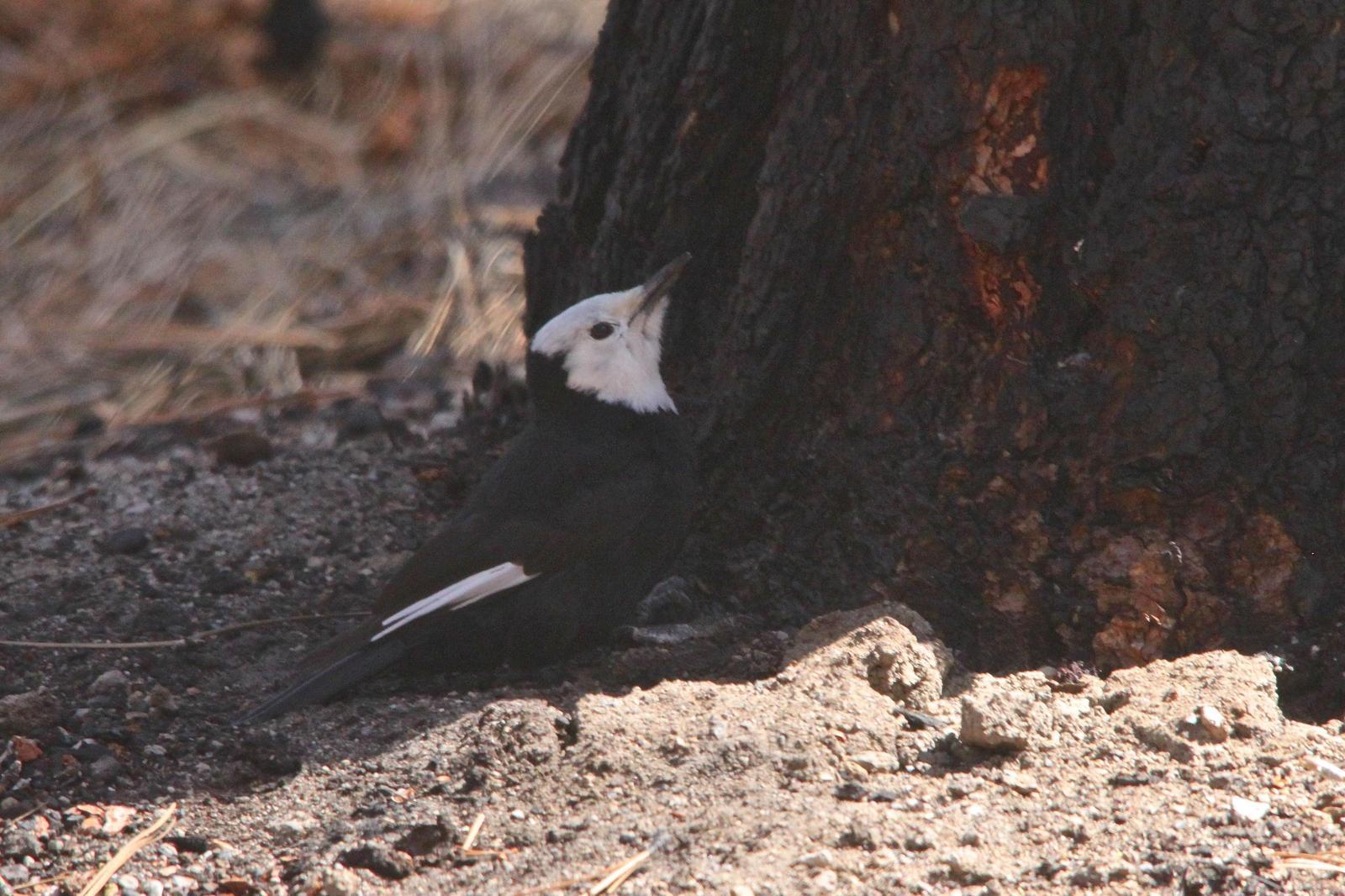 White-headed Woodpecker Photo by Tom Ford-Hutchinson