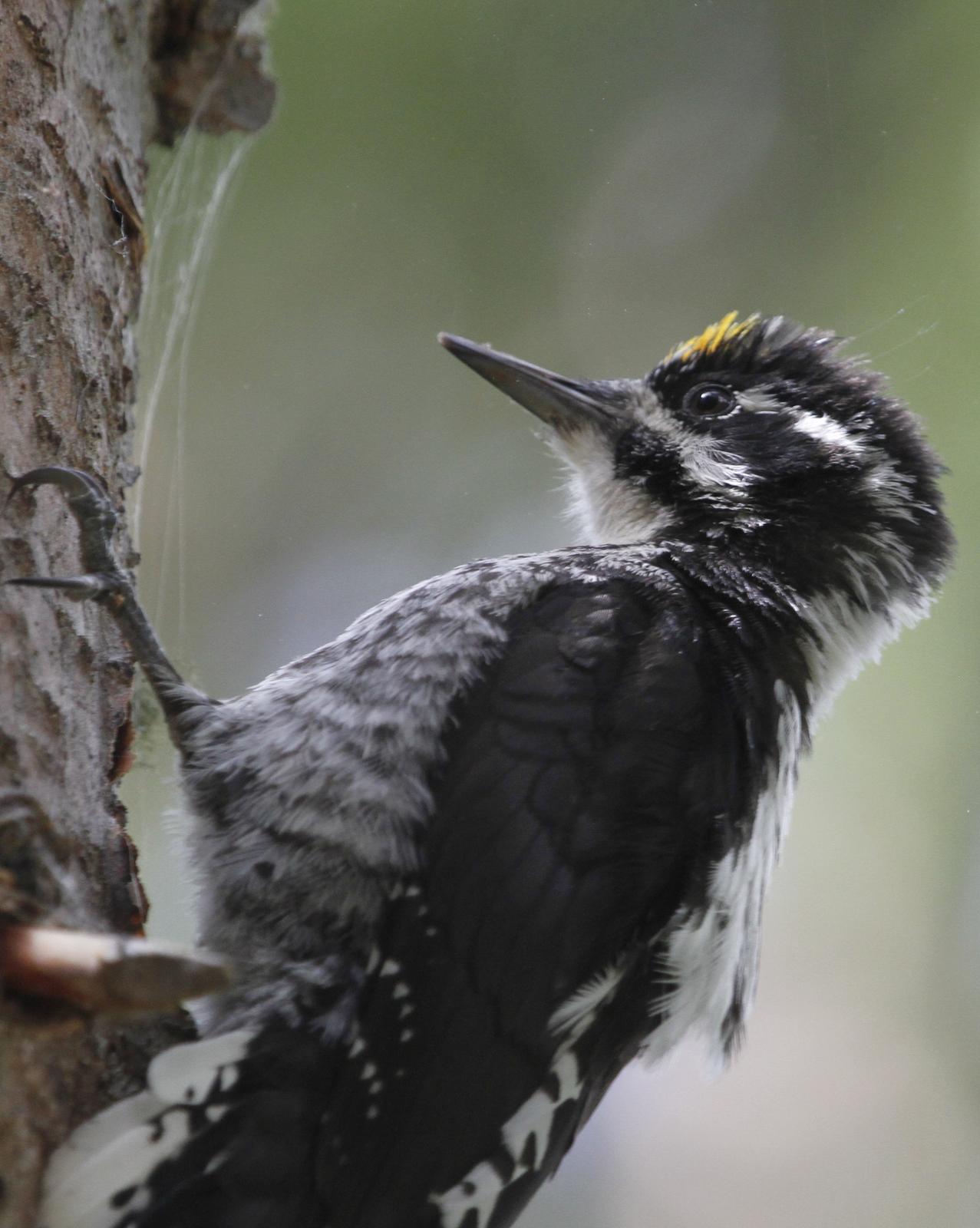 American Three-toed Woodpecker Photo by Isaac Sanchez