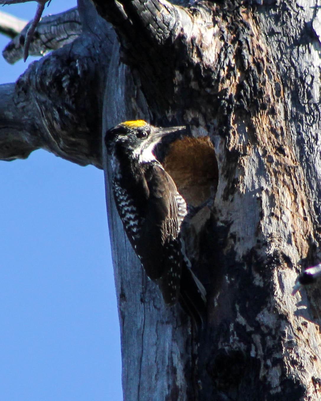 American Three-toed Woodpecker Photo by Roy Morris