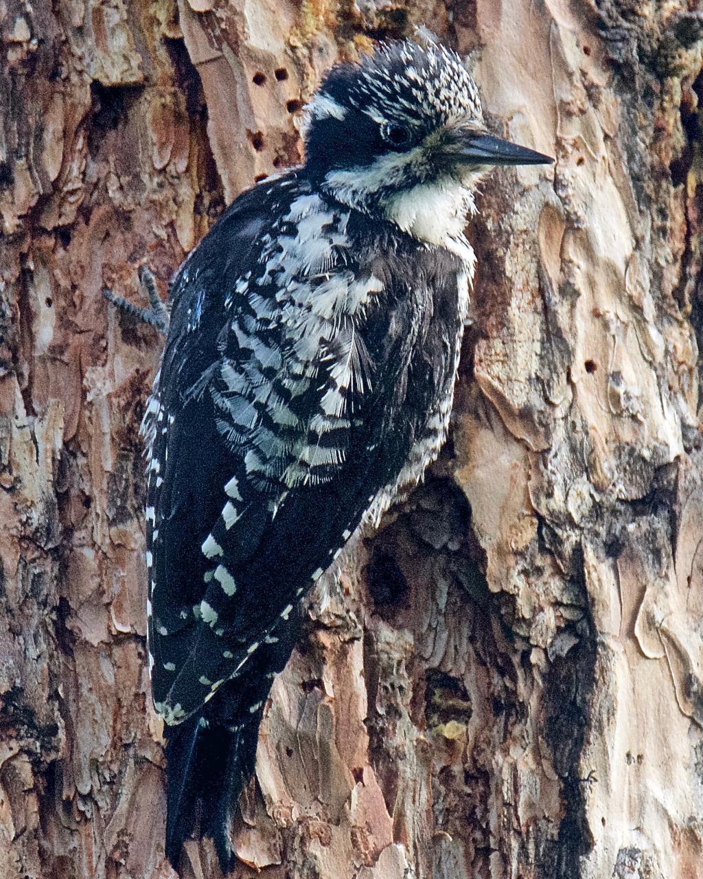 American Three-toed Woodpecker Photo by Brian Avent