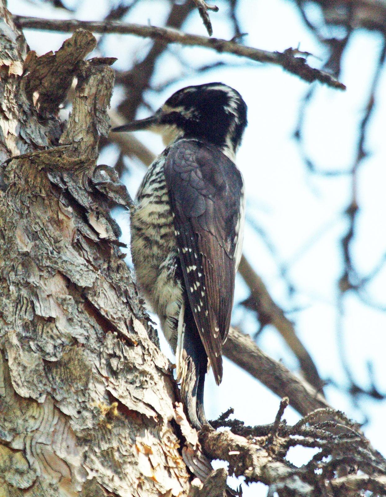 American Three-toed Woodpecker Photo by Scott Berglund