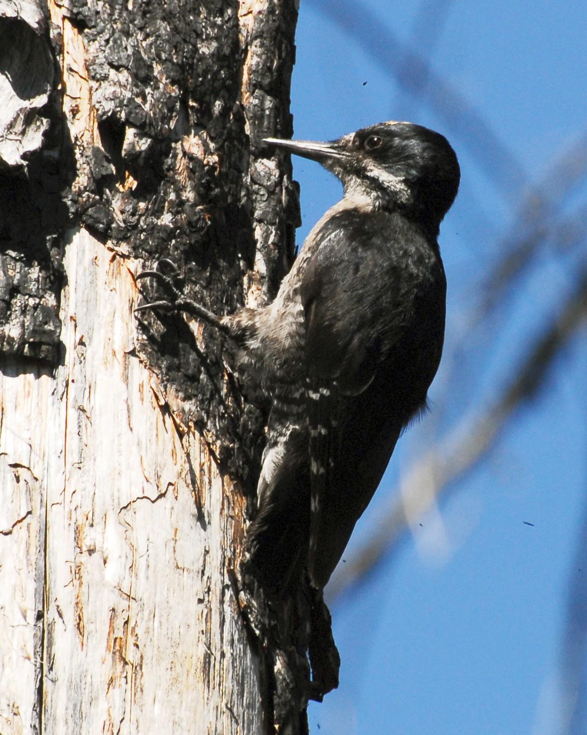 Black-backed Woodpecker Photo by David Hollie