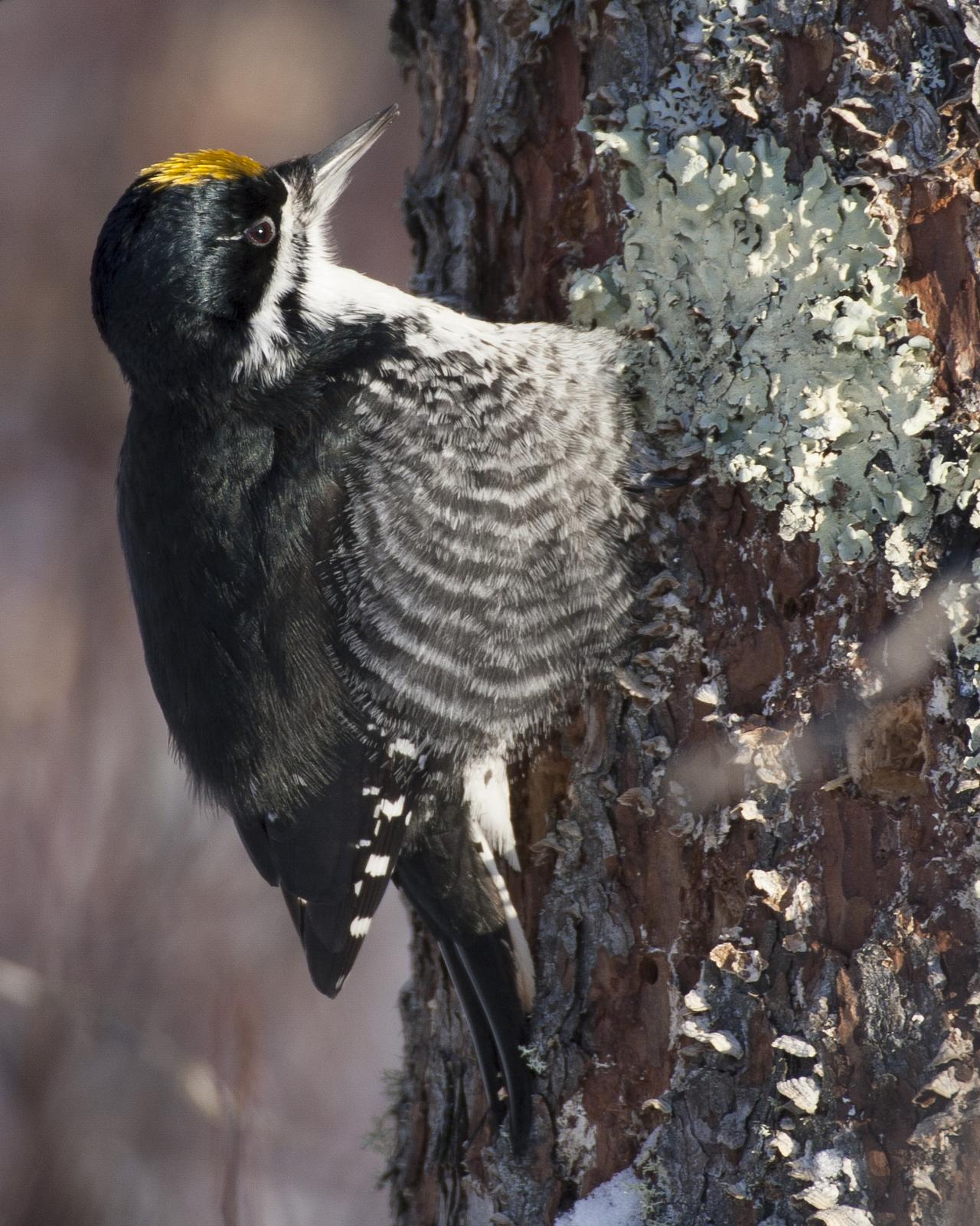 Black-backed Woodpecker Photo by Jeff Moore