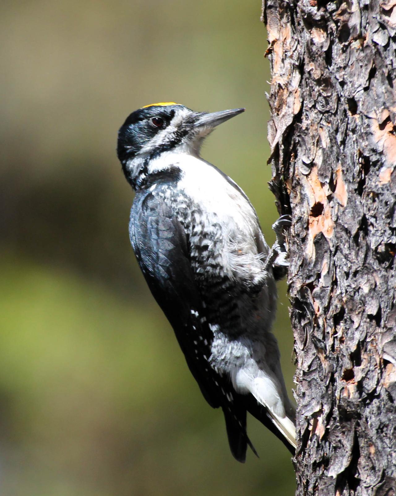 Black-backed Woodpecker Photo by Dylan Hopkins