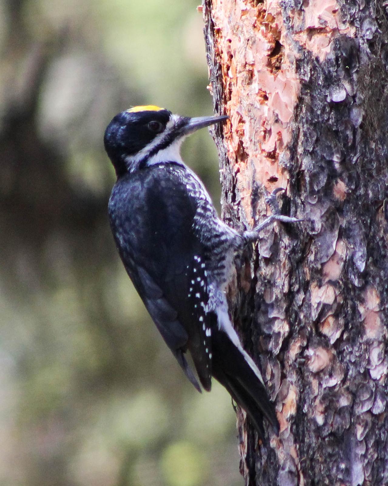 Black-backed Woodpecker Photo by Roy Morris