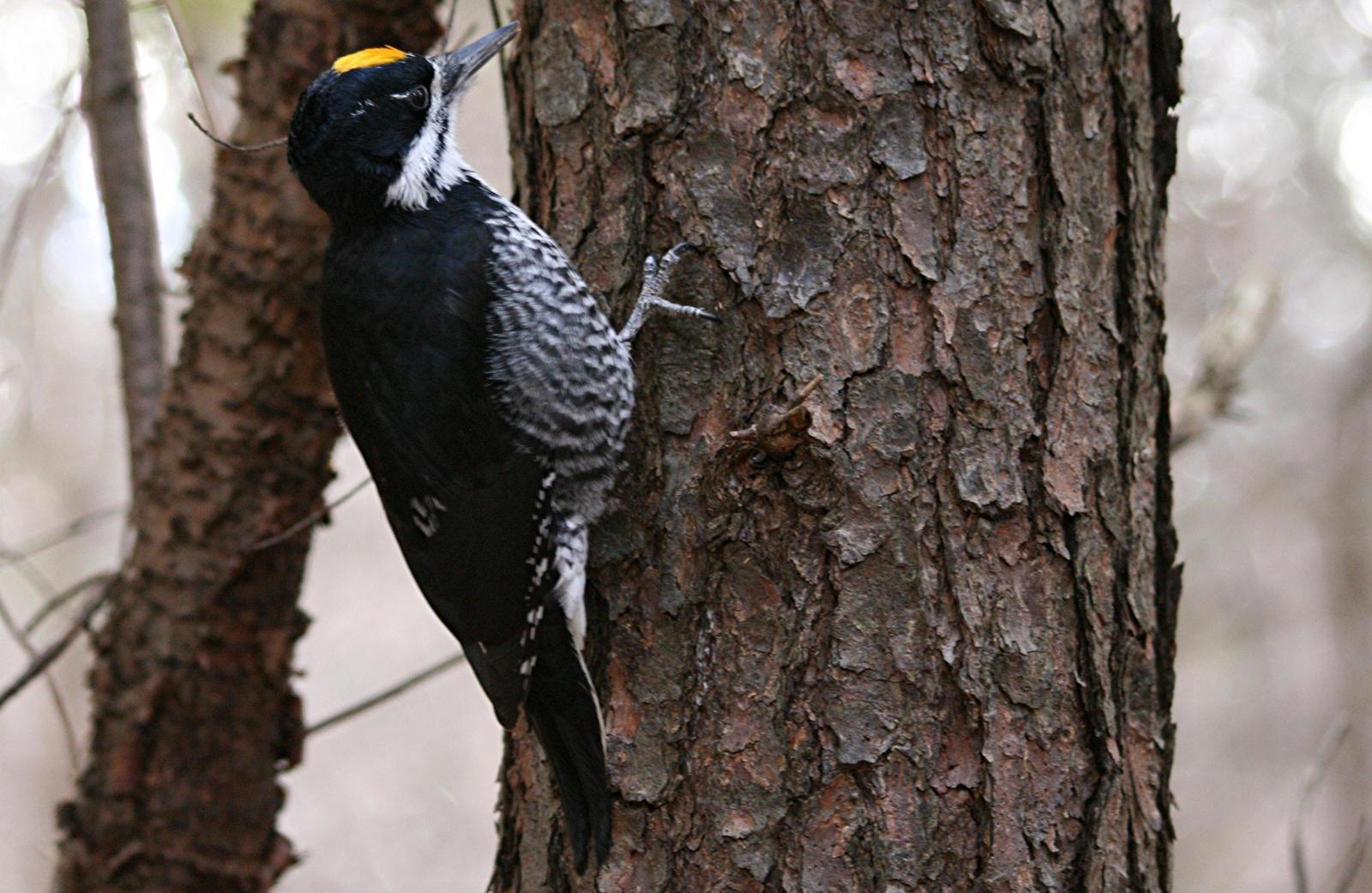 Black-backed Woodpecker Photo by Aaron Hywarren
