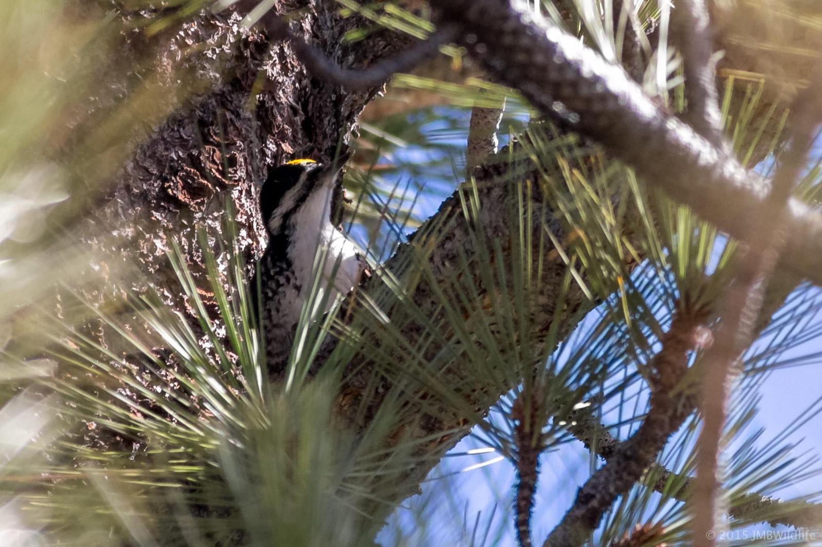 Black-backed Woodpecker Photo by Jeff Bray