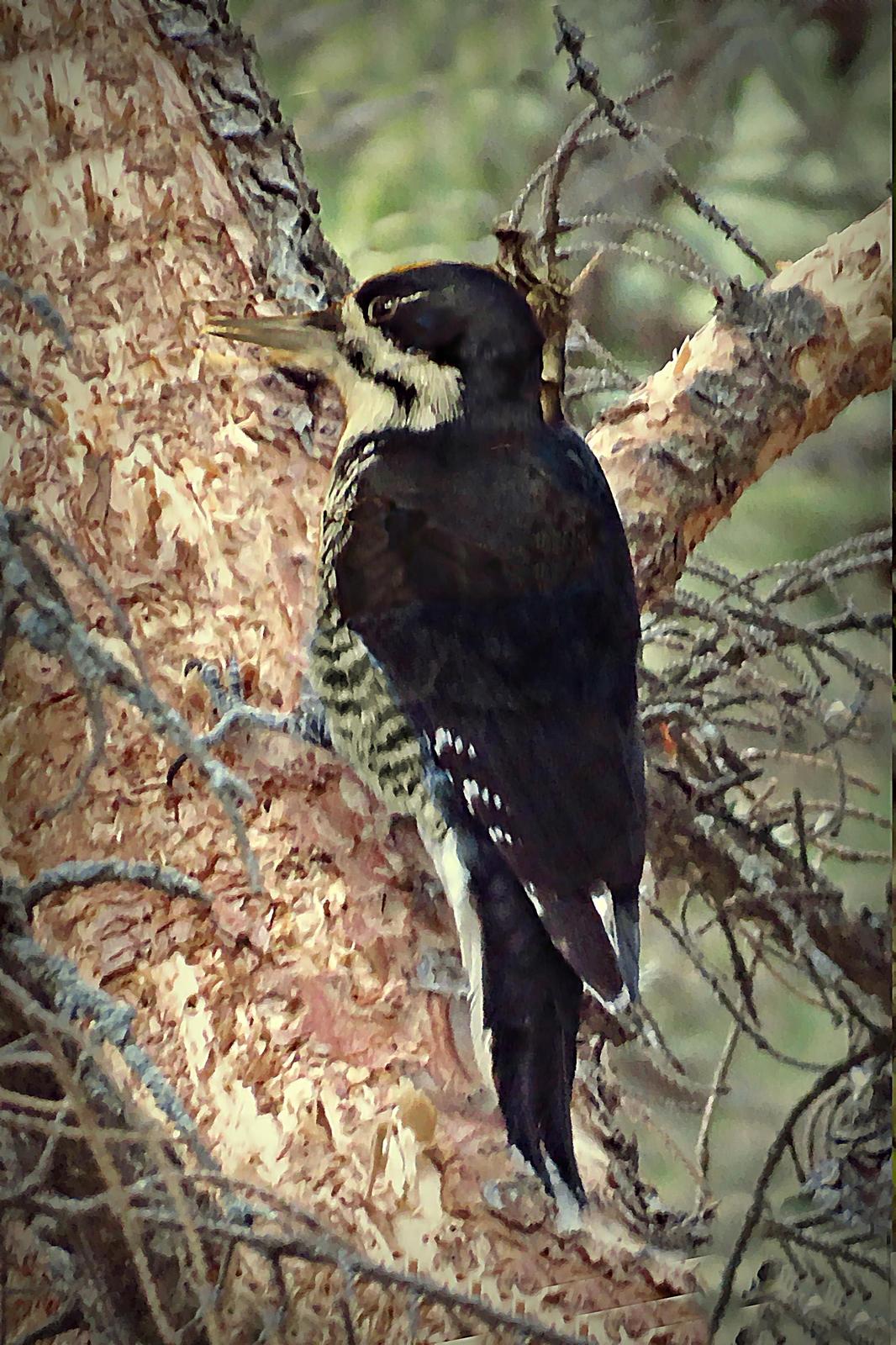Black-backed Woodpecker Photo by Bob Neugebauer