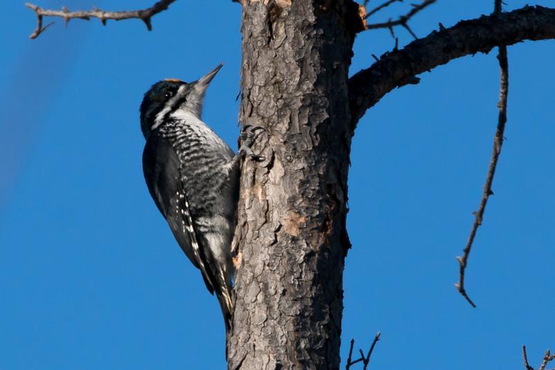 Black-backed Woodpecker Photo by Gerald Hoekstra