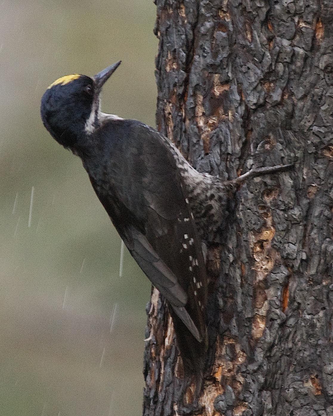 Black-backed Woodpecker Photo by Gerald Hoekstra