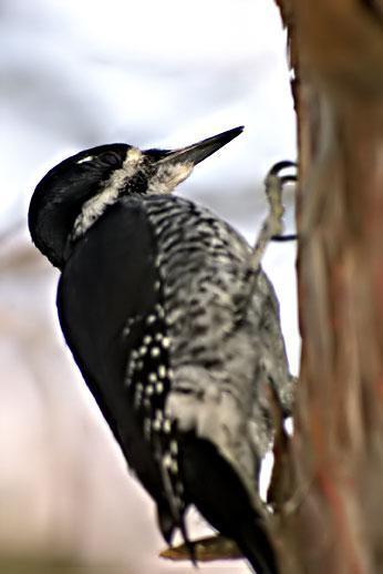 Black-backed Woodpecker Photo by Dan Tallman