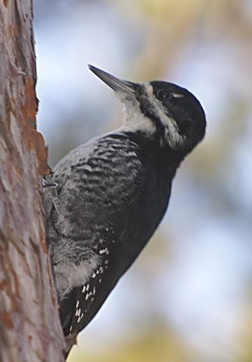 Black-backed Woodpecker Photo by Dan Tallman